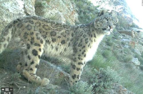 20110716 설표, 아프가니스탄, snow leopard.jpg 전쟁터에서 포착된 전설의 동물 '설표' 